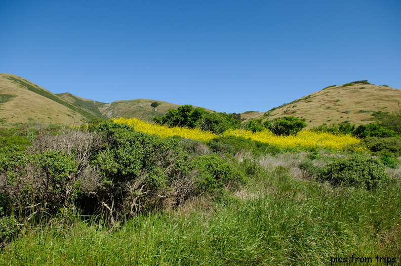 wildflowers in the hills2011d15c005.jpg